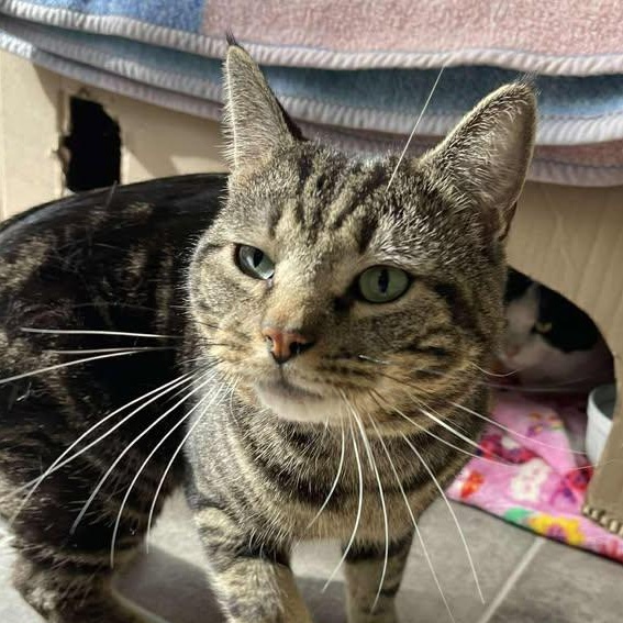 Enlarge Locket, a ADOPTABLE Domestic Short Hair in Winthrop, ME image 2/4