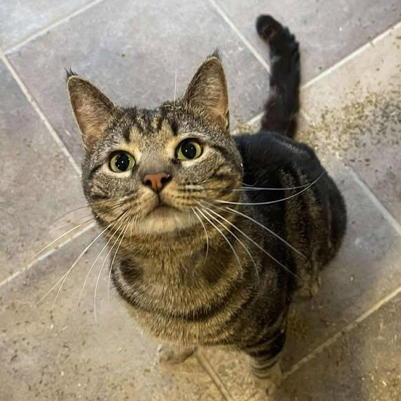 Enlarge Locket, a ADOPTABLE Domestic Short Hair in Winthrop, ME image 3/4