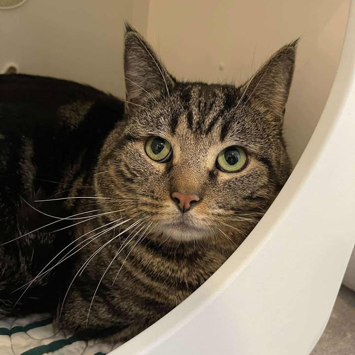 Locket, ADOPTABLE, Adult Male Domestic Short Hair.