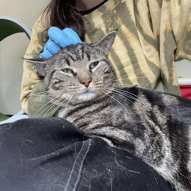 Enlarge Locket, a ADOPTABLE Domestic Short Hair in Winthrop, ME image 4/4