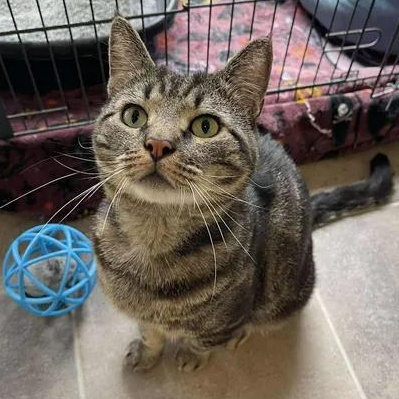 Locket, adoptable, Adult Male Domestic Short Hair.