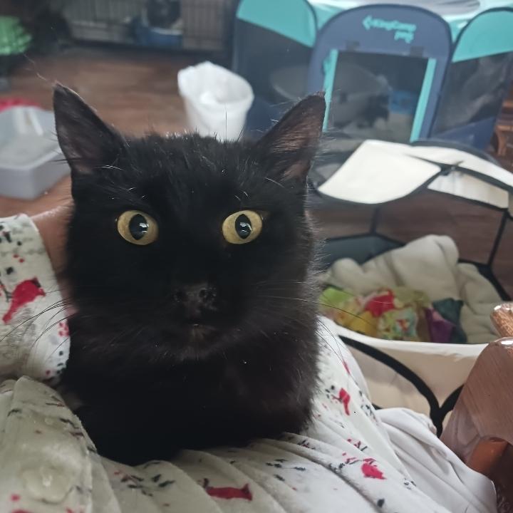 Junebug, Adoptable, Adult Female Domestic Short Hair.