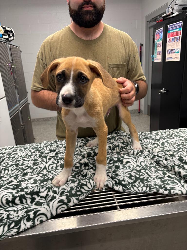 Ernie (Sesame Street), Adoptable, Puppy Male Boxer & Mixed Breed.
