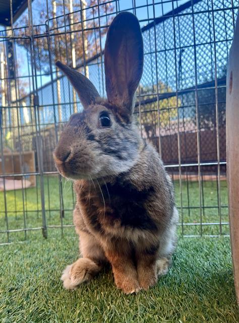 Enlarge KIF, a Adoptable Bunny Rabbit in San Francisco, CA image 1/1