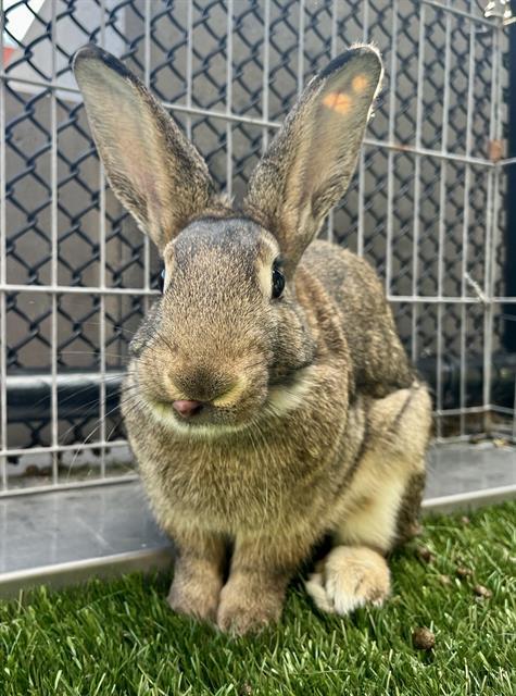KIF, Adoptable, Young Male Bunny Rabbit.