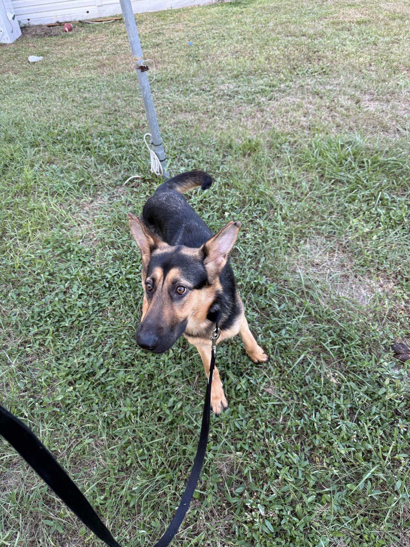 Enlarge Zoey 3139, a Adopted German Shepherd Dog in Pompano Beach, FL image 1/2