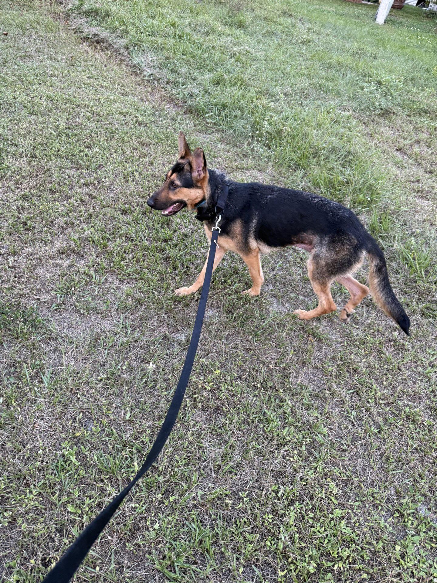 Enlarge Zoey 3139, a Adopted German Shepherd Dog in Pompano Beach, FL image 2/2