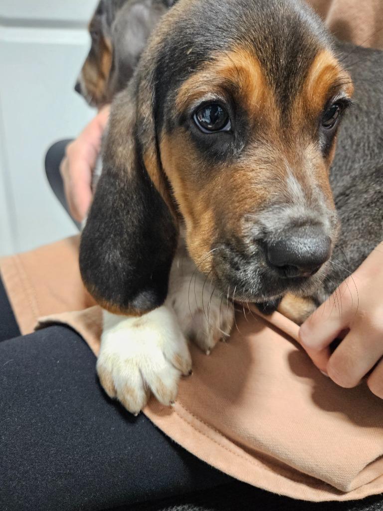 Enlarge Chapman Puppy 3 (Ranger), a Adoptable mixed breed in Morgantown, KY image 1/1