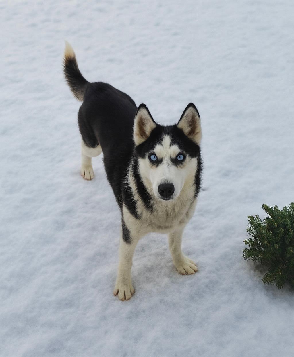 Enlarge Indigo, a ADOPTABLE Siberian Husky in Momence, IL image 1/1