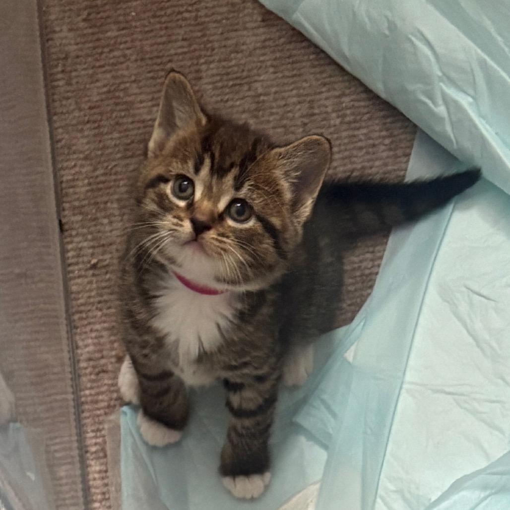 Enlarge Latke, an adopted Domestic Short Hair in Cleveland Heights, OH image 1/4