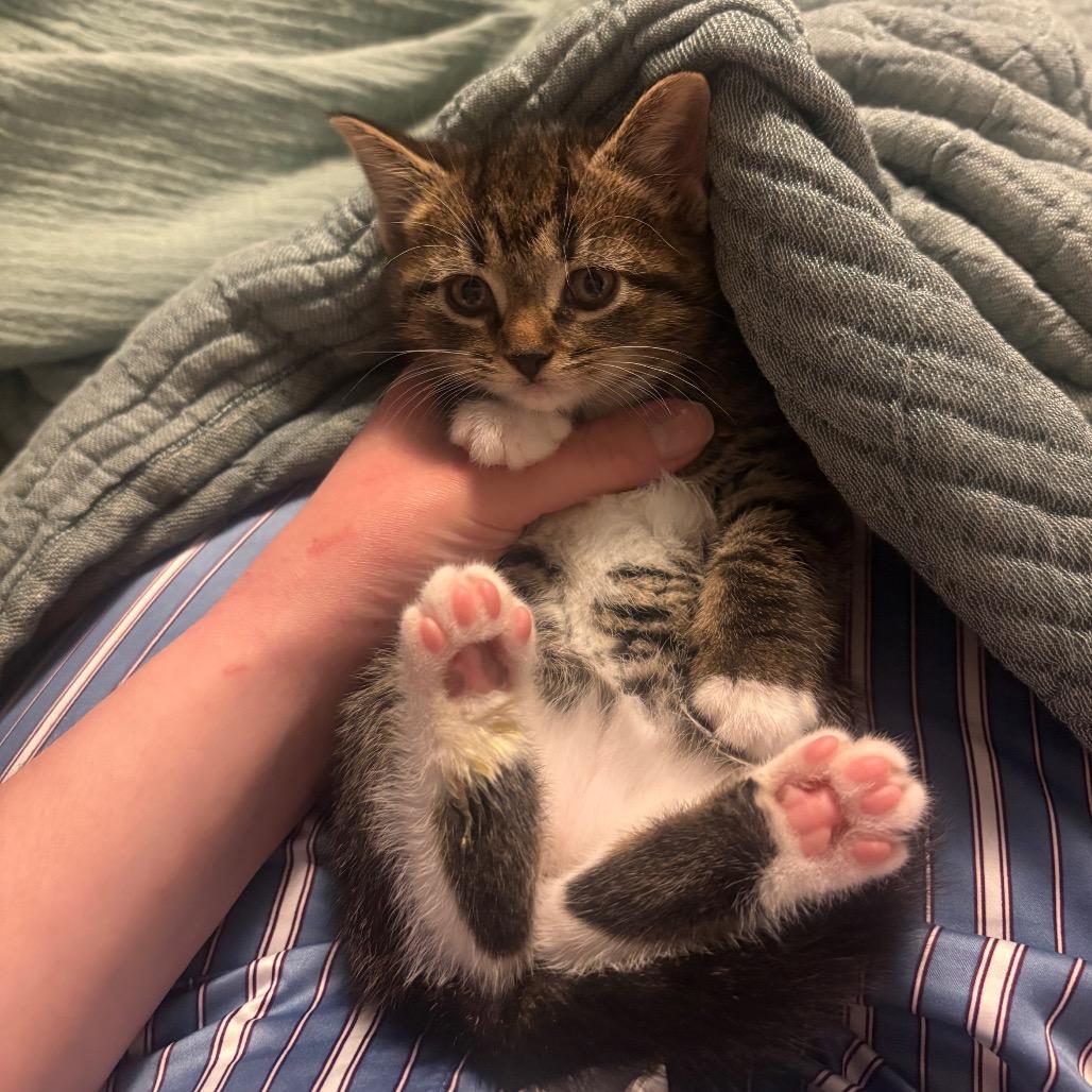 Enlarge Latke, an adopted Domestic Short Hair in Cleveland Heights, OH image 4/4