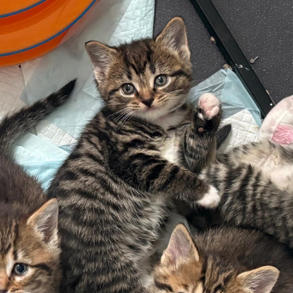 Enlarge Latke, an adopted Domestic Short Hair in Cleveland Heights, OH image 2/4