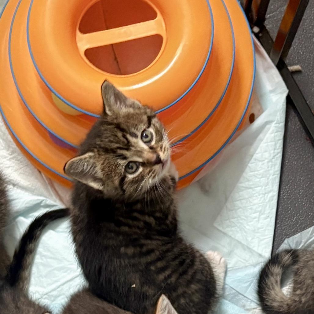 Enlarge Latke, an adopted Domestic Short Hair in Cleveland Heights, OH image 3/4