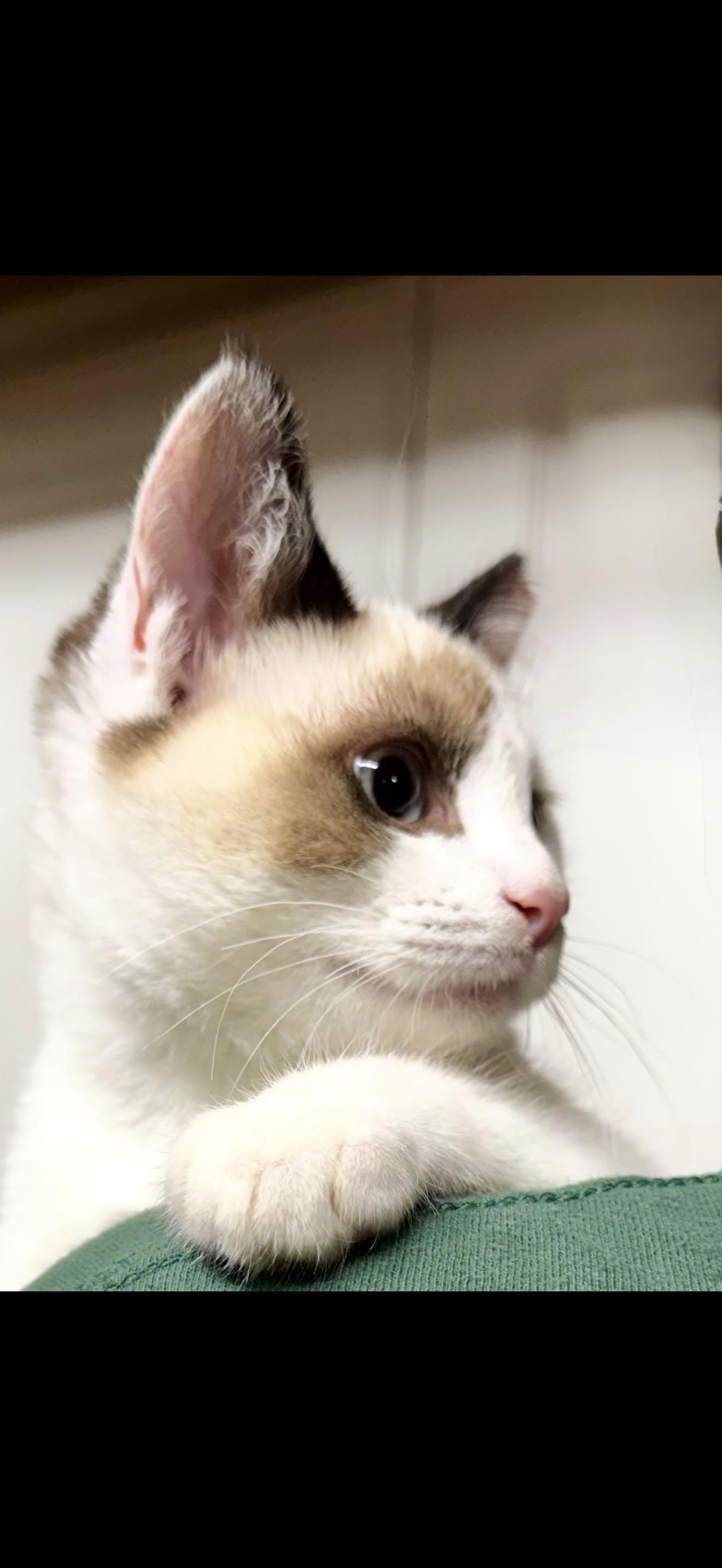 Enlarge Yuki (friendly, confident, lap cat), a Adoptable mixed breed in San Jose, CA image 2/2