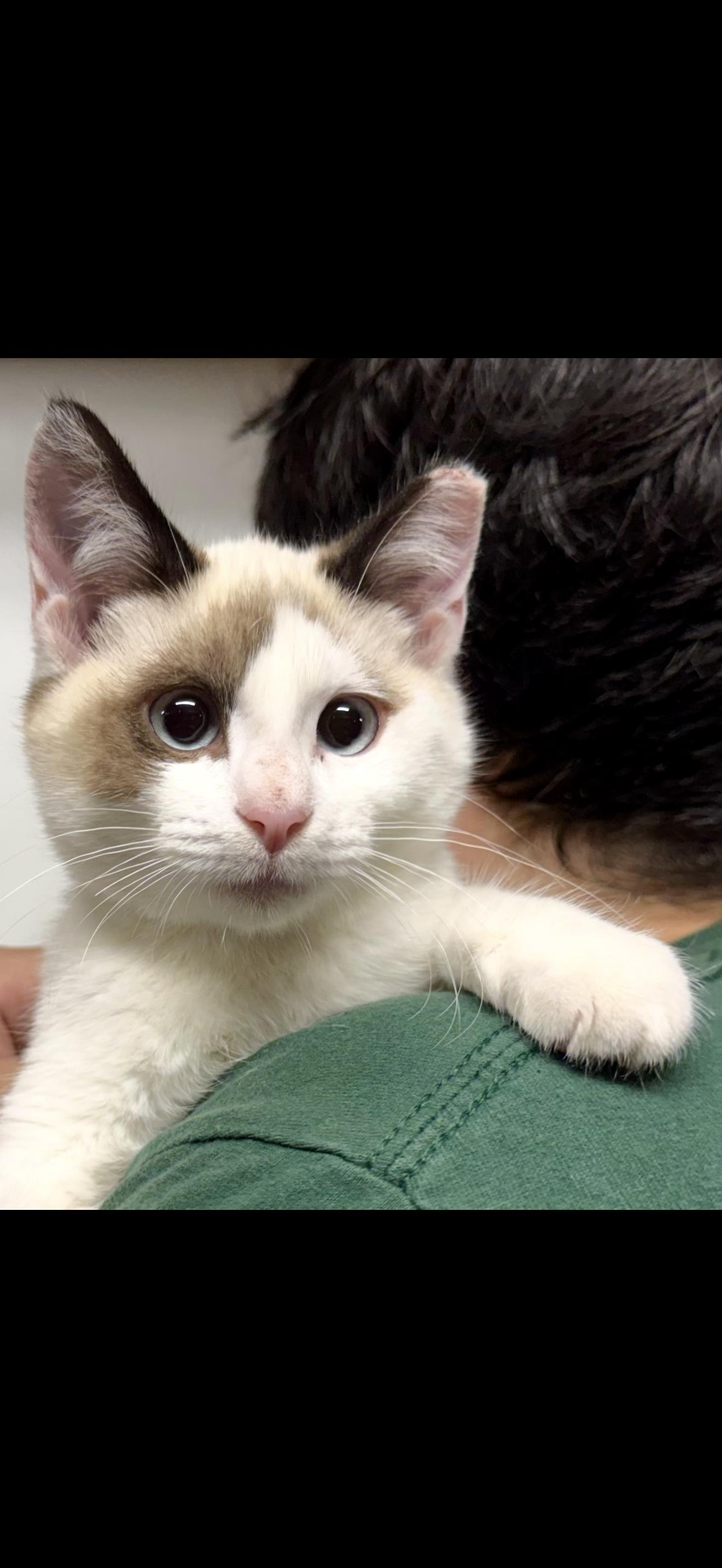 Yuki (friendly, confident, lap cat), Adoptable, Young Male Snowshoe.