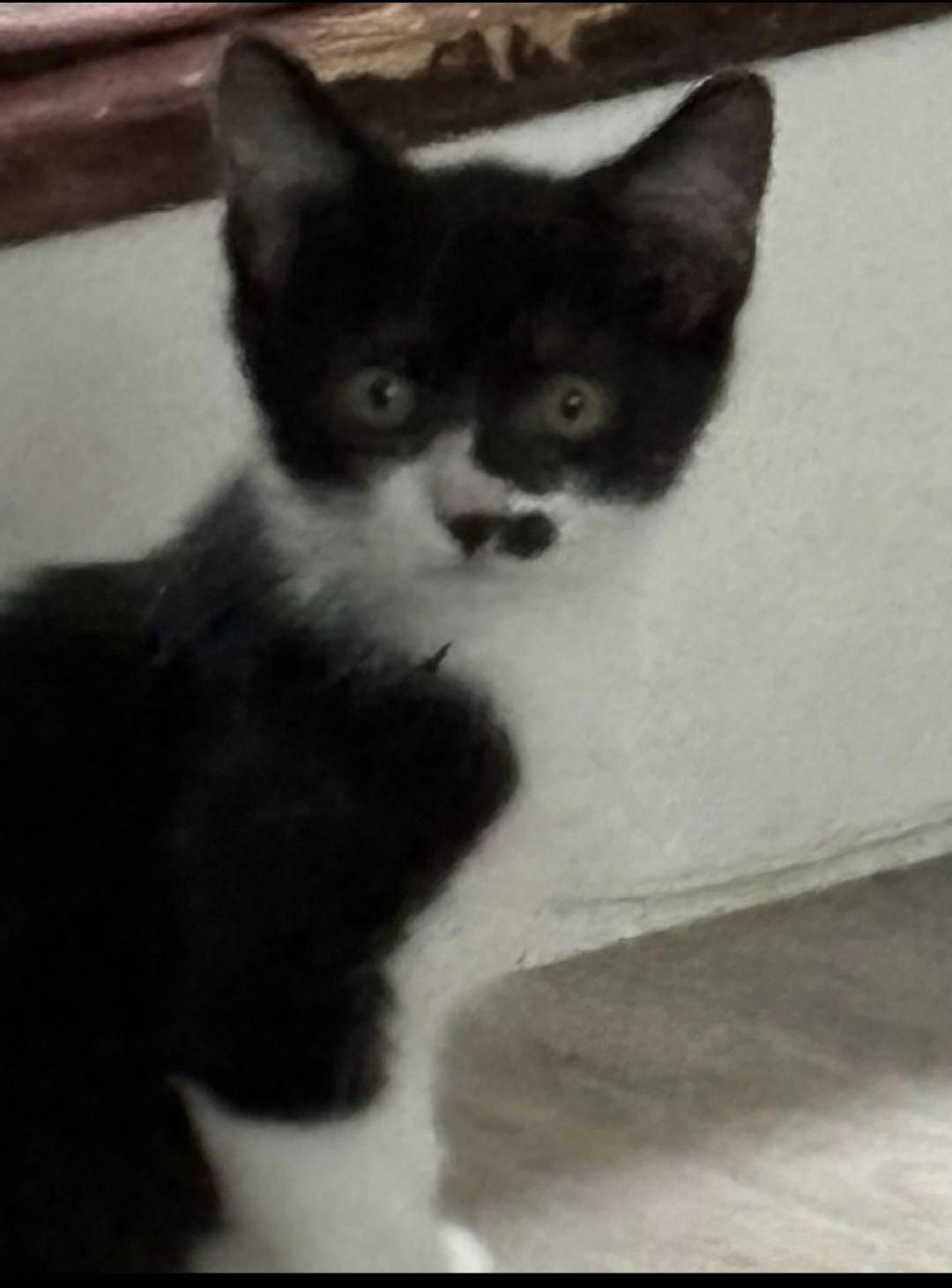 Enlarge Sofie, a Adoptable Tuxedo in Staten Island, NY image 1/3