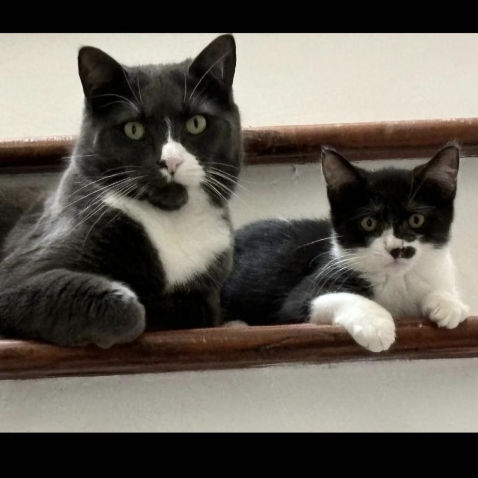 Enlarge Sofie, a Adoptable Tuxedo in Staten Island, NY image 2/3