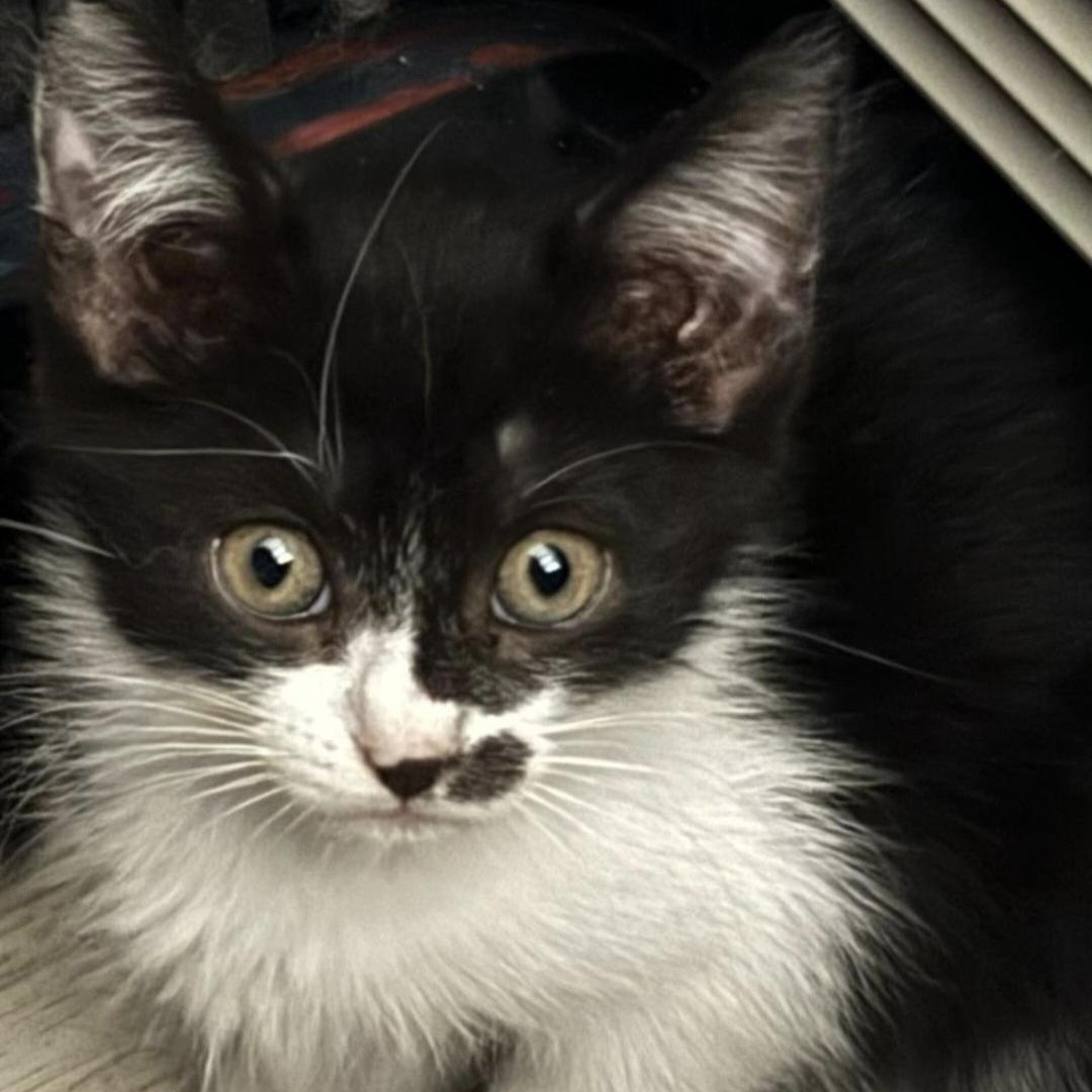 Enlarge Sofie, a Adoptable Tuxedo in Staten Island, NY image 3/3
