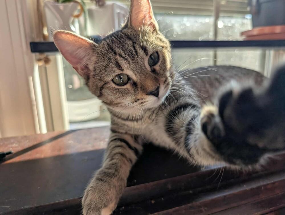 Ashley, a Adoptable Domestic Short Hair in Raleigh, NC image 1/3