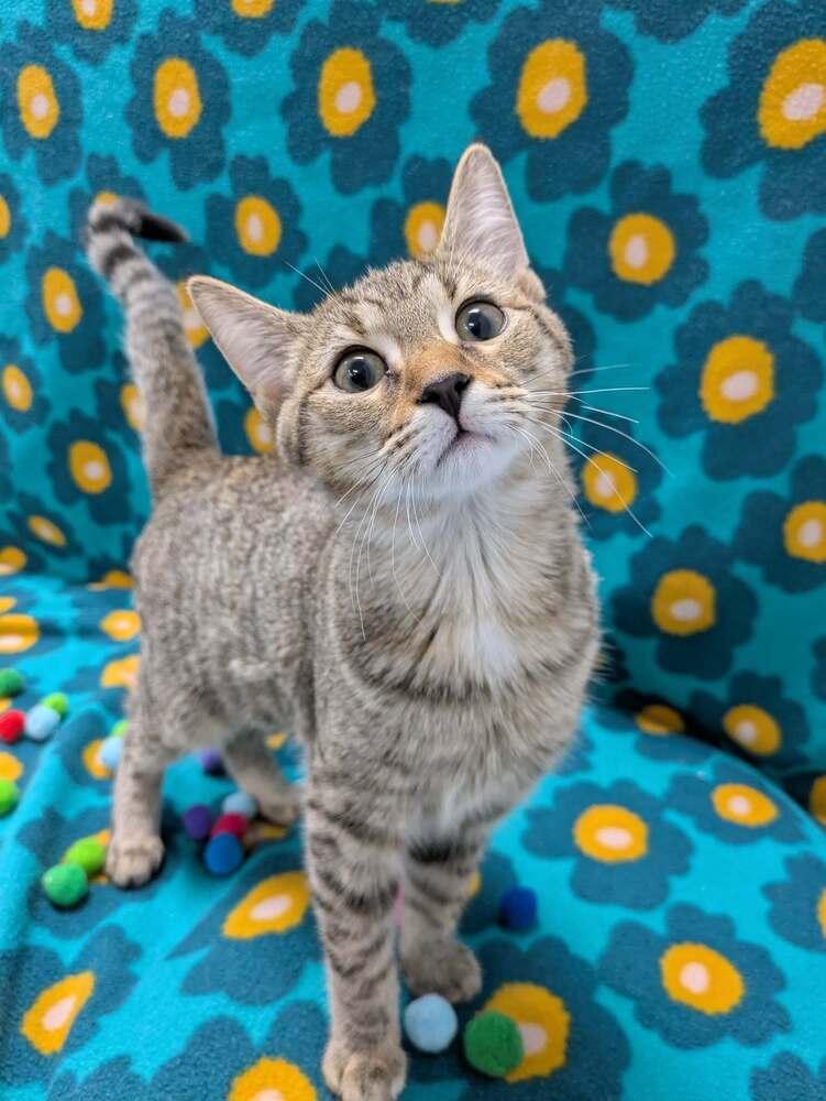 Enlarge Ashley, a Adoptable Domestic Short Hair in Raleigh, NC image 3/6