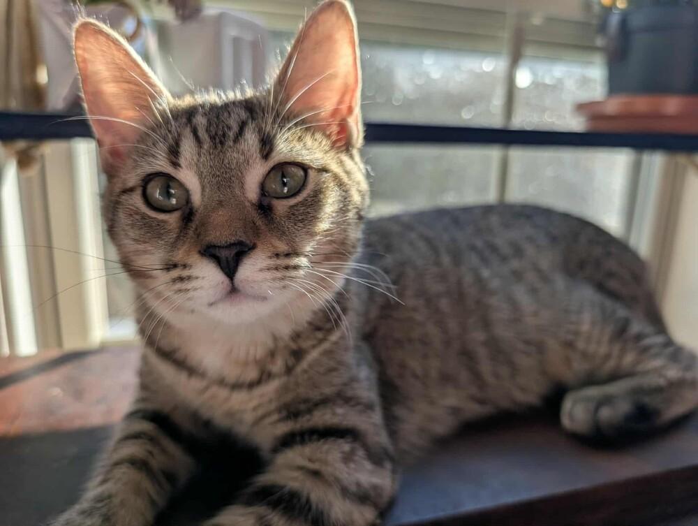 Ashley, a Adoptable Domestic Short Hair in Raleigh, NC image 2/3