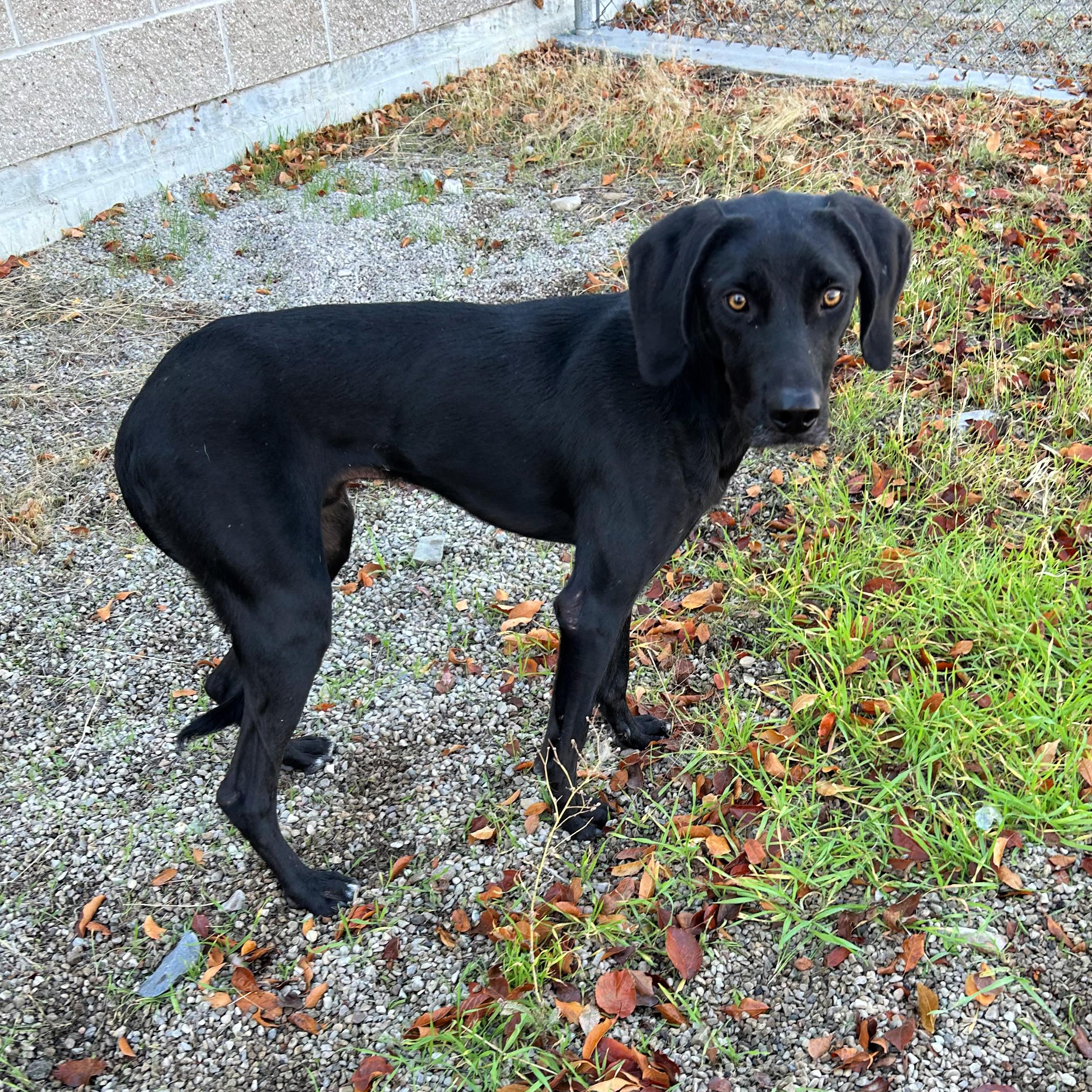 Dale, an adoptable Black Labrador Retriever in Lindon, UT, 84042 | Photo Image 3