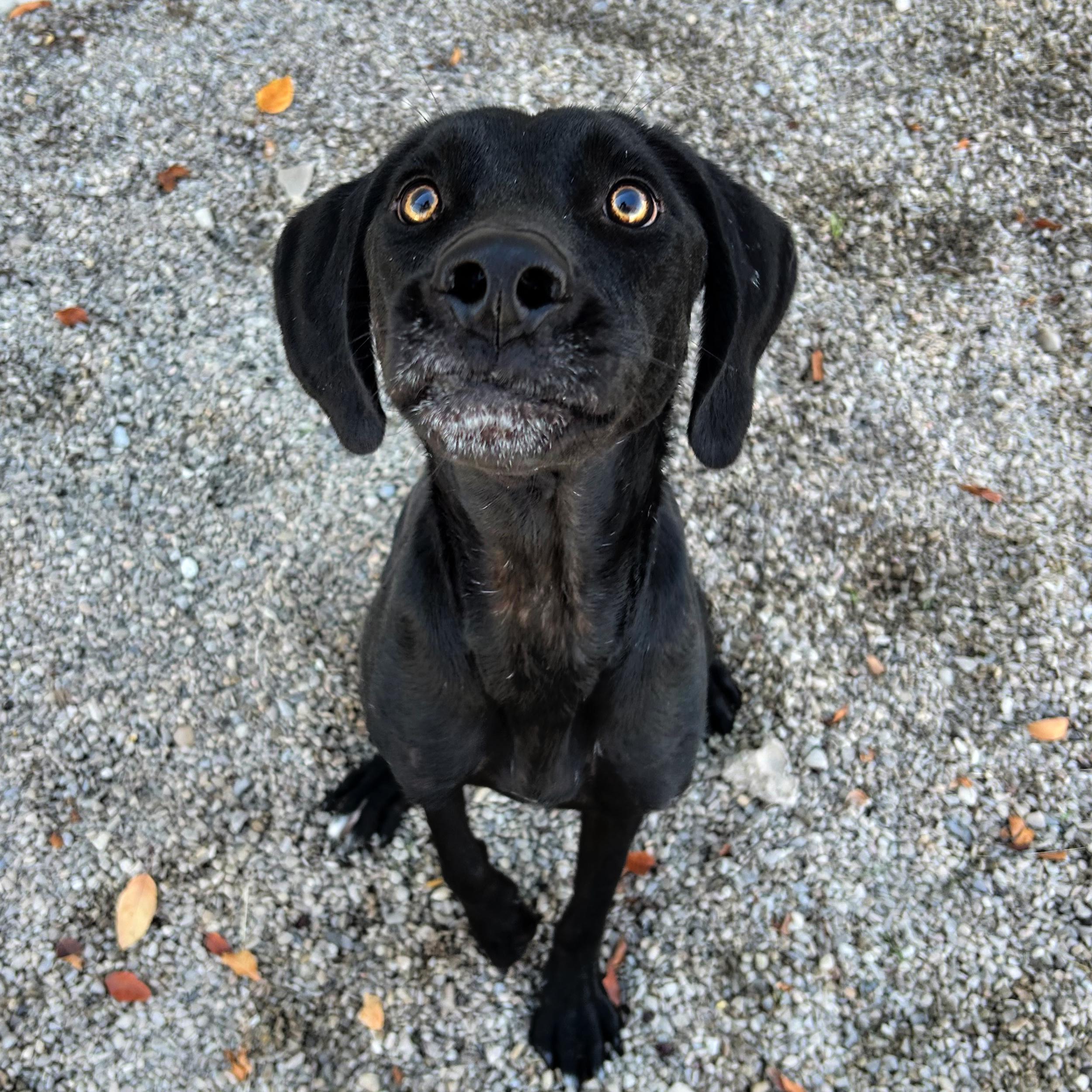 Dale, an adoptable Black Labrador Retriever in Lindon, UT, 84042 | Photo Image 4