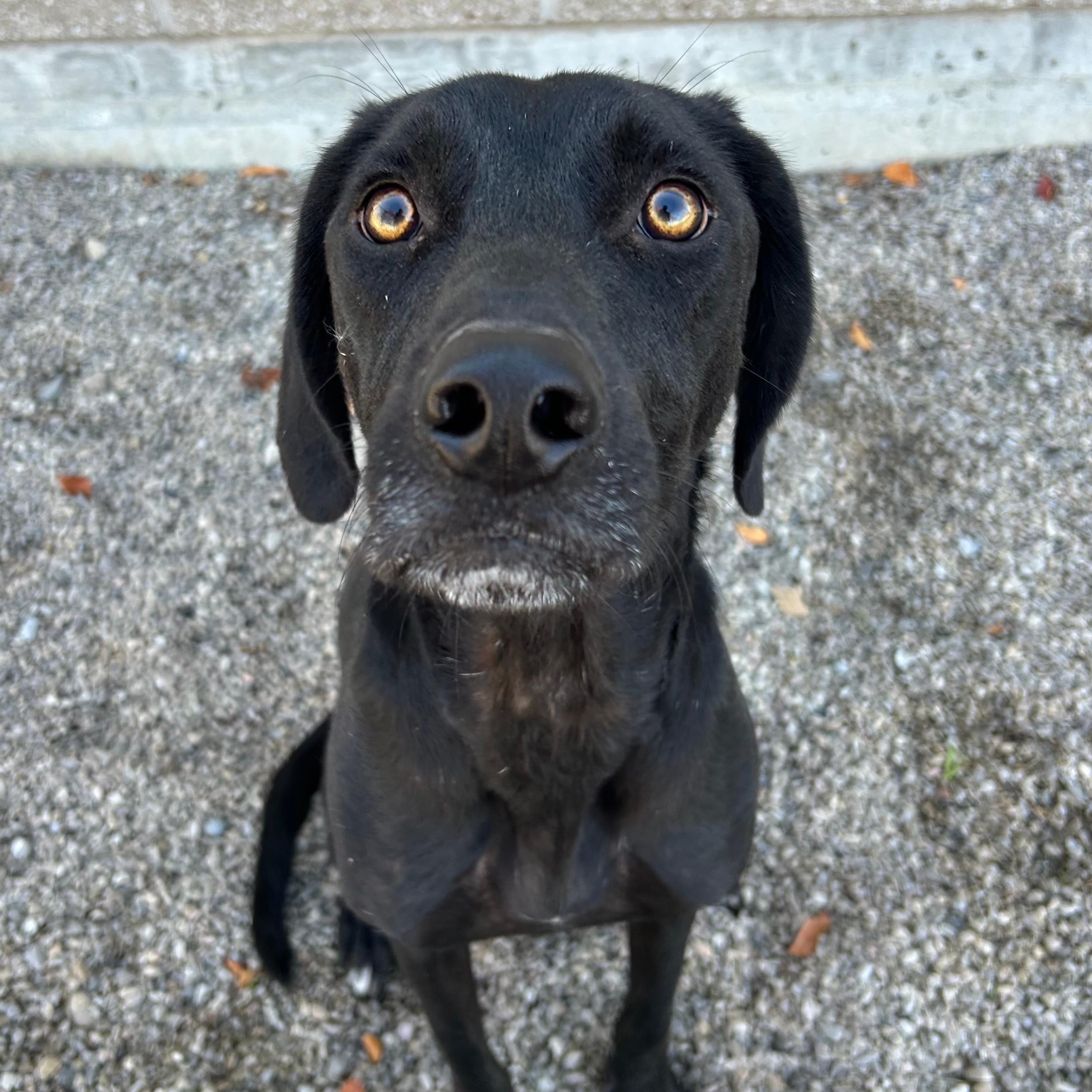 Dale, an adoptable Black Labrador Retriever in Lindon, UT, 84042 | Photo Image 1