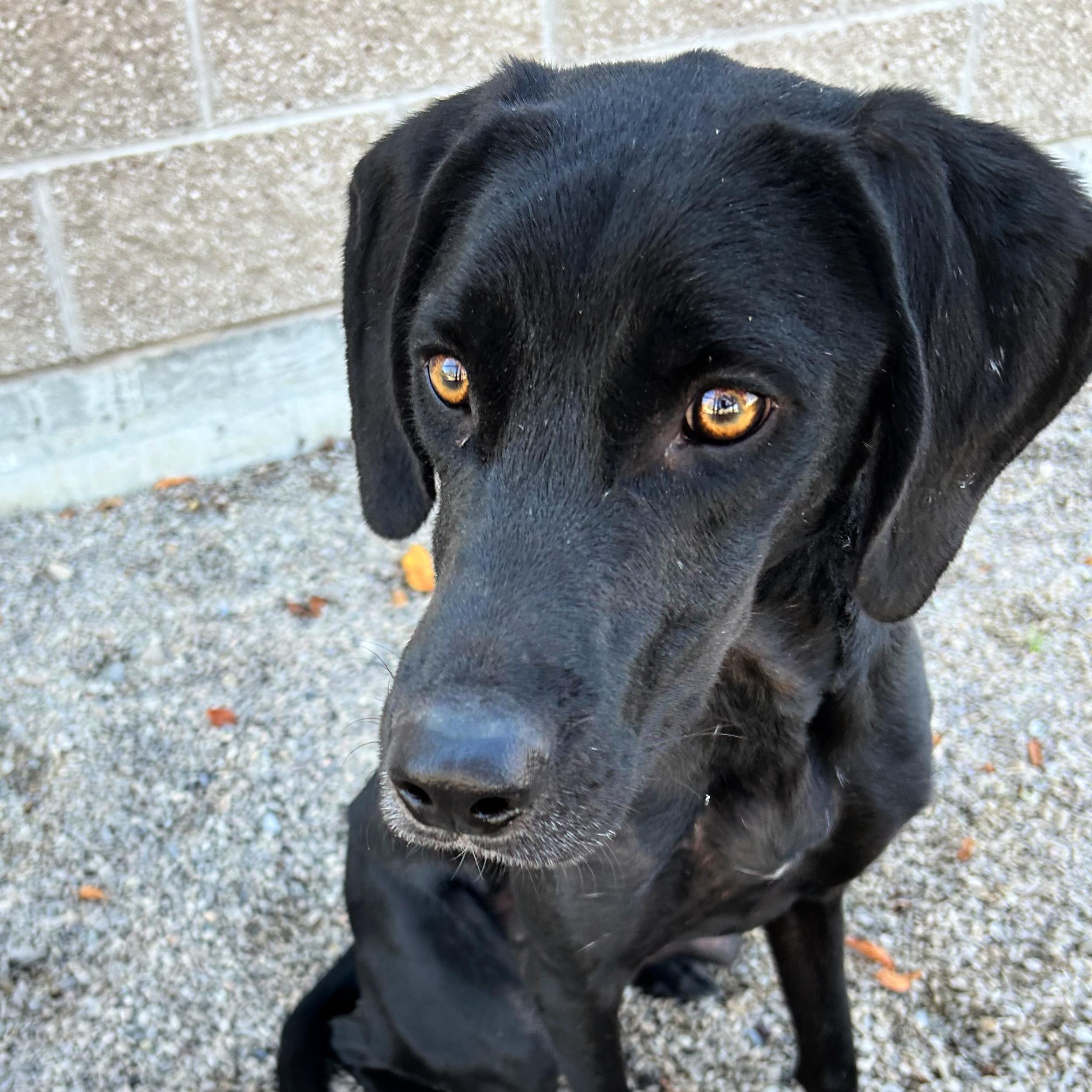 Dale, an adoptable Black Labrador Retriever in Lindon, UT, 84042 | Photo Image 2
