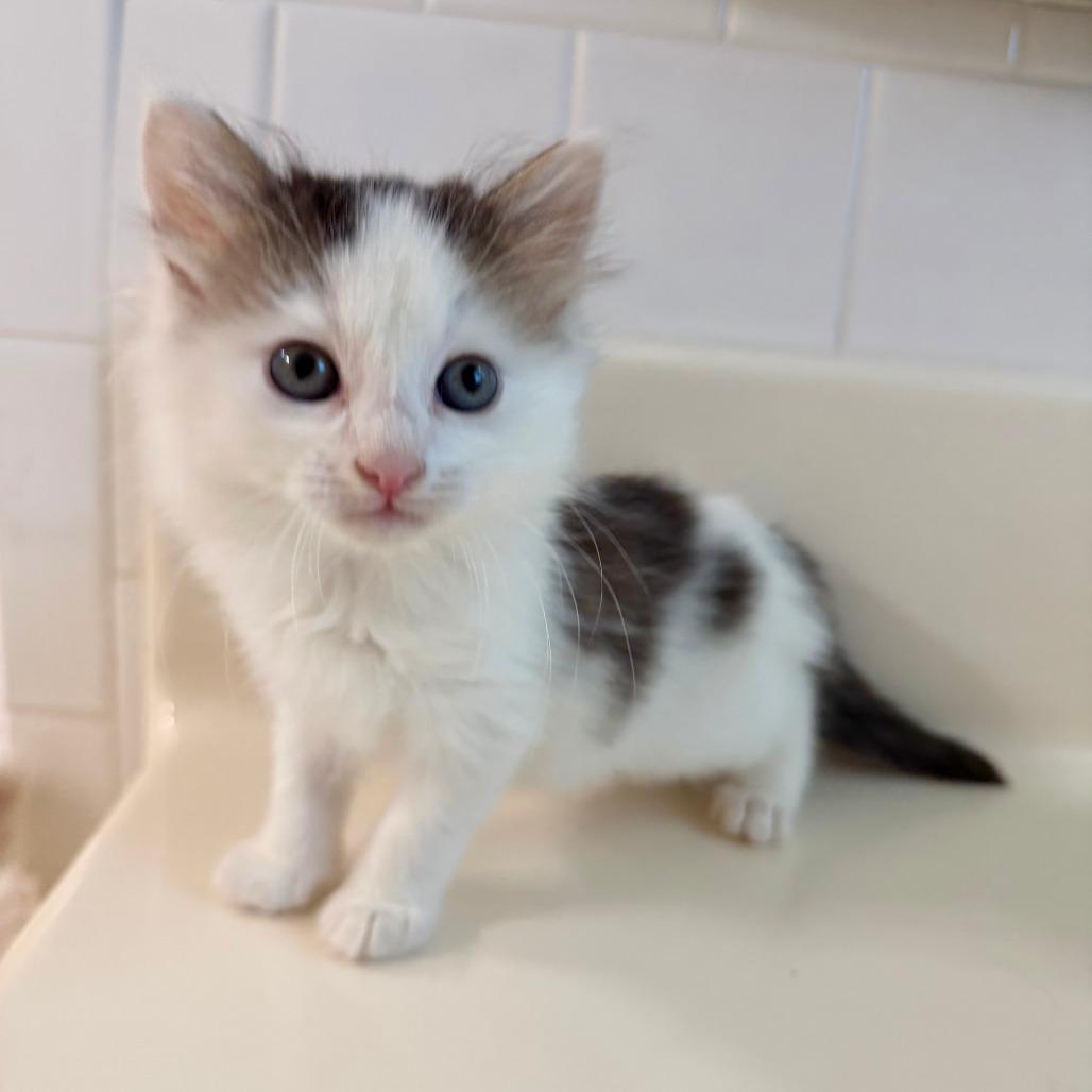 Enlarge Panda 2026-416, a Adoptable Domestic Long Hair in Winder, GA image 1/4