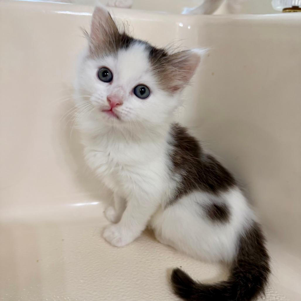 Enlarge Panda 2026-416, a Adoptable Domestic Long Hair in Winder, GA image 2/4