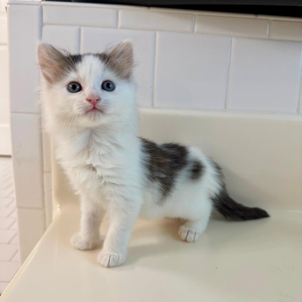 Enlarge Panda 2026-416, a Adoptable Domestic Long Hair in Winder, GA image 3/4