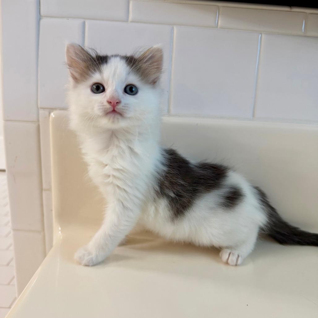Enlarge Panda 2026-416, a Adoptable Domestic Long Hair in Winder, GA image 4/4