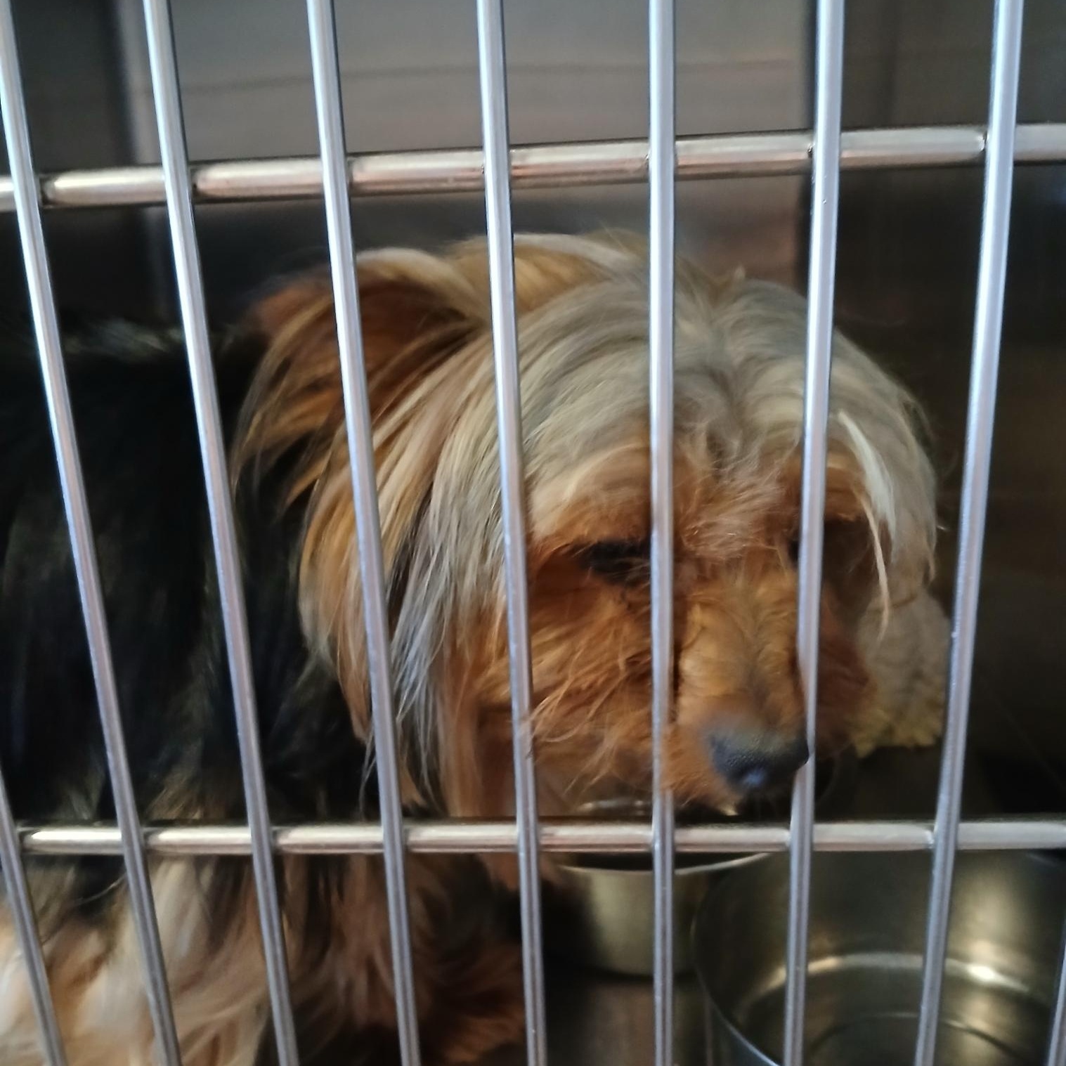 Enlarge Prancer, a ADOPTABLE Yorkshire Terrier in New Palestine, IN image 1/1