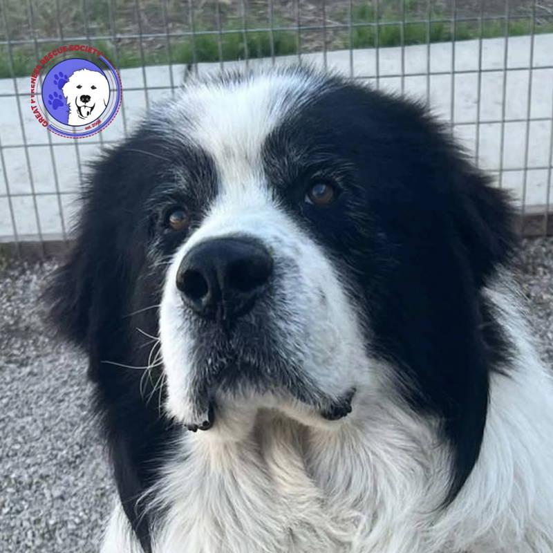 Titan, adopted, Young Male Great Pyrenees.