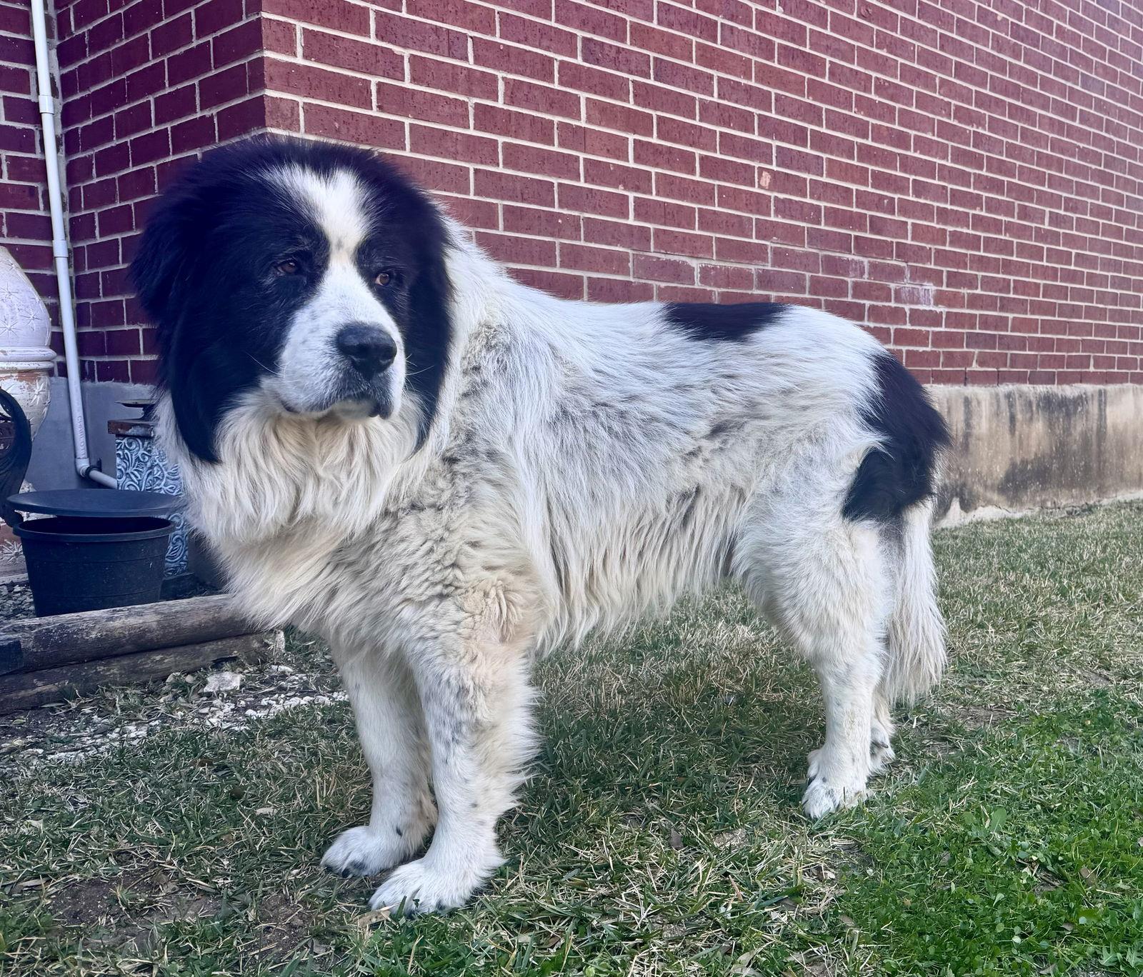 Enlarge Titan, an adopted Great Pyrenees in Spring, TX image 2/6