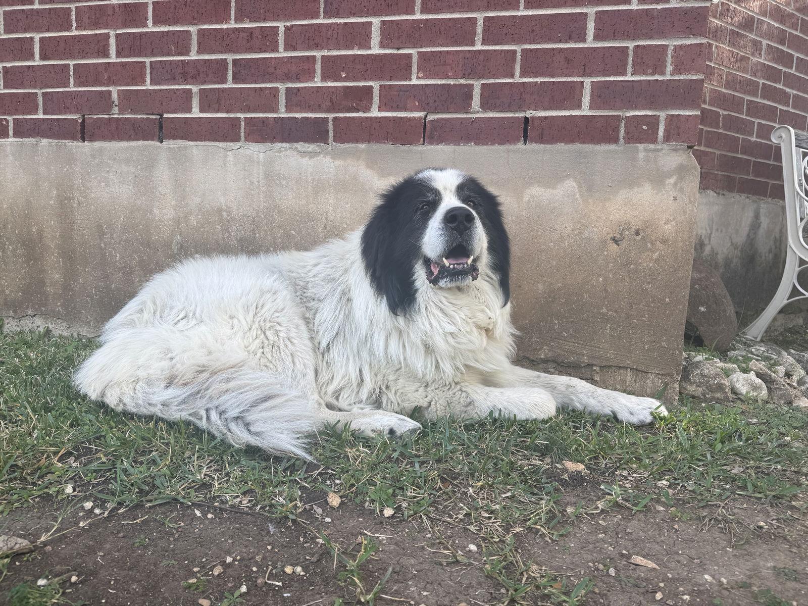 Enlarge Titan, an adopted Great Pyrenees in Spring, TX image 4/6