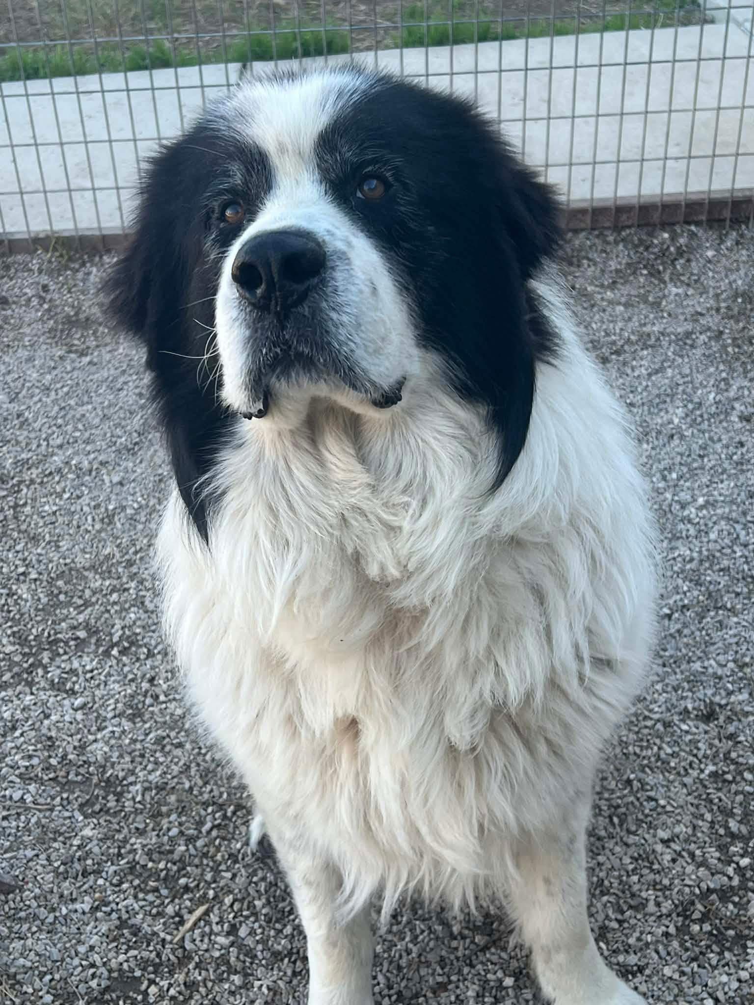Enlarge Titan, an adopted Great Pyrenees in Spring, TX image 6/6
