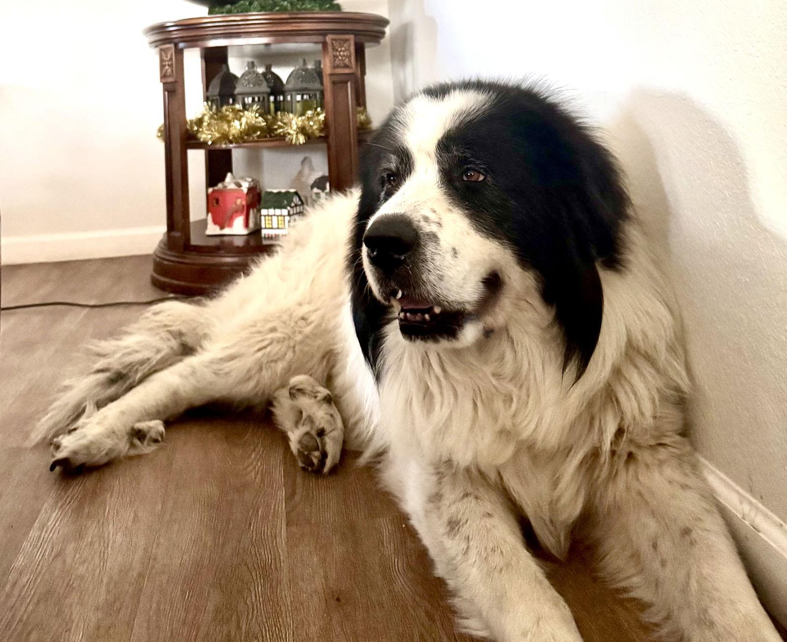 Enlarge Titan, an adopted Great Pyrenees in Spring, TX image 3/6