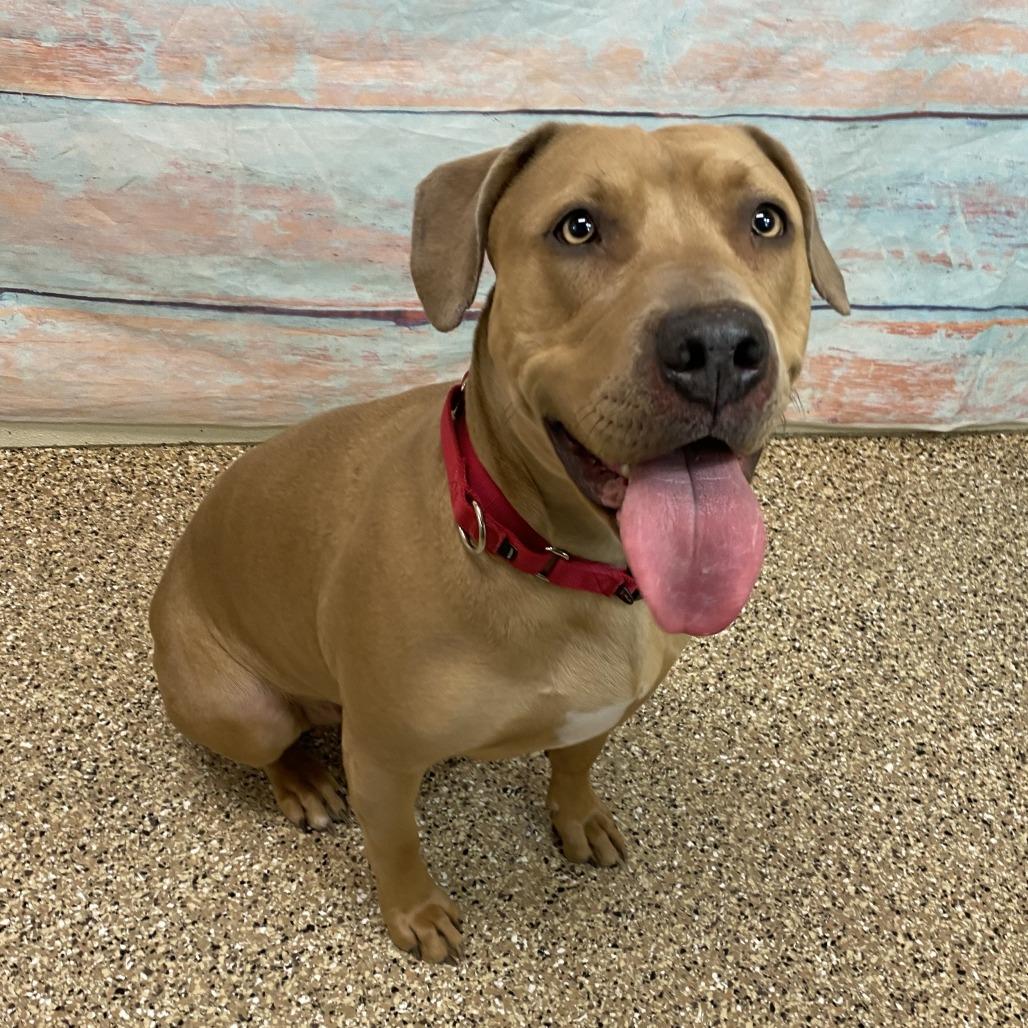 Callie, Adoptable, Adult Female Mixed Breed.