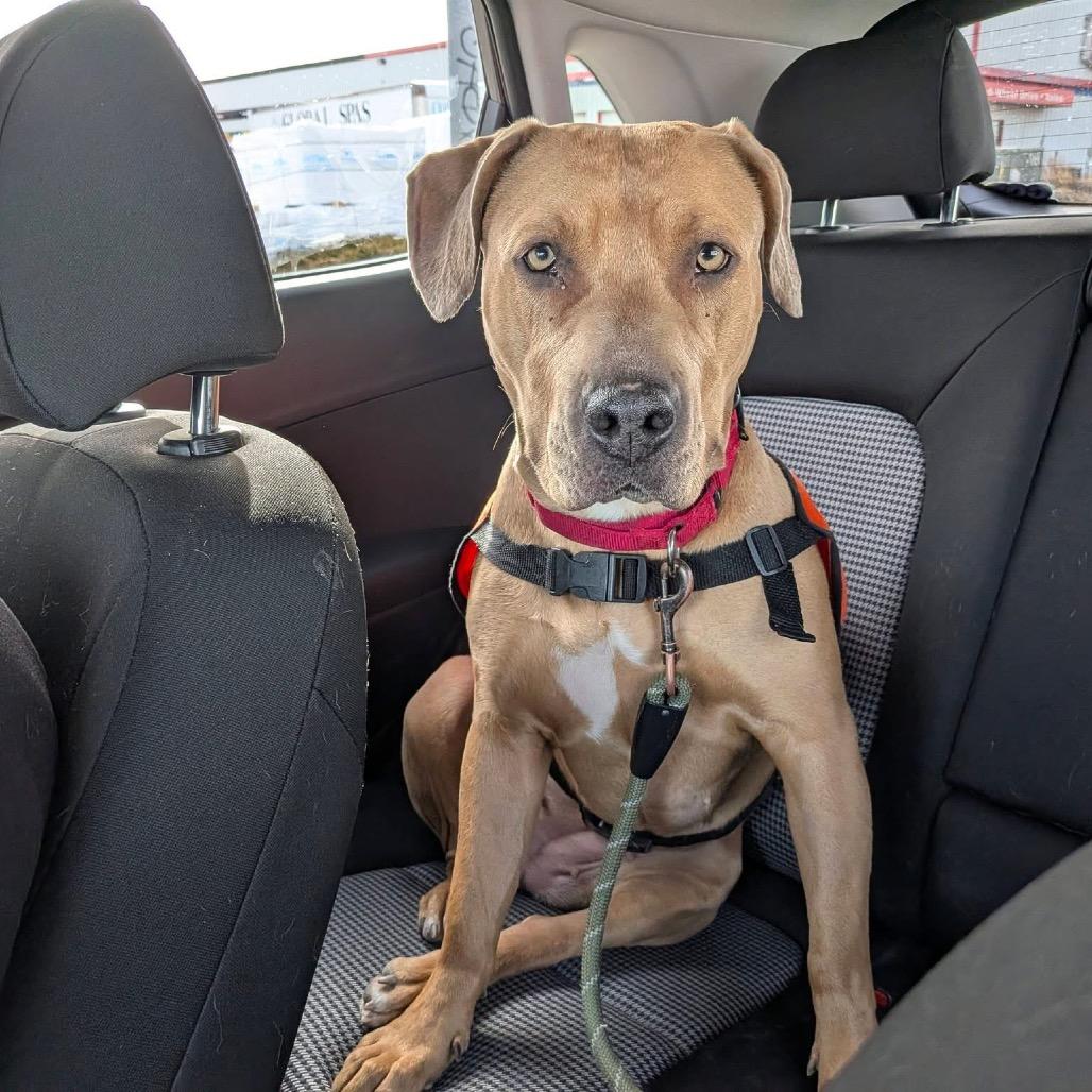 Enlarge Callie, a Adoptable Mixed Breed in Cheyenne, WY image 2/6