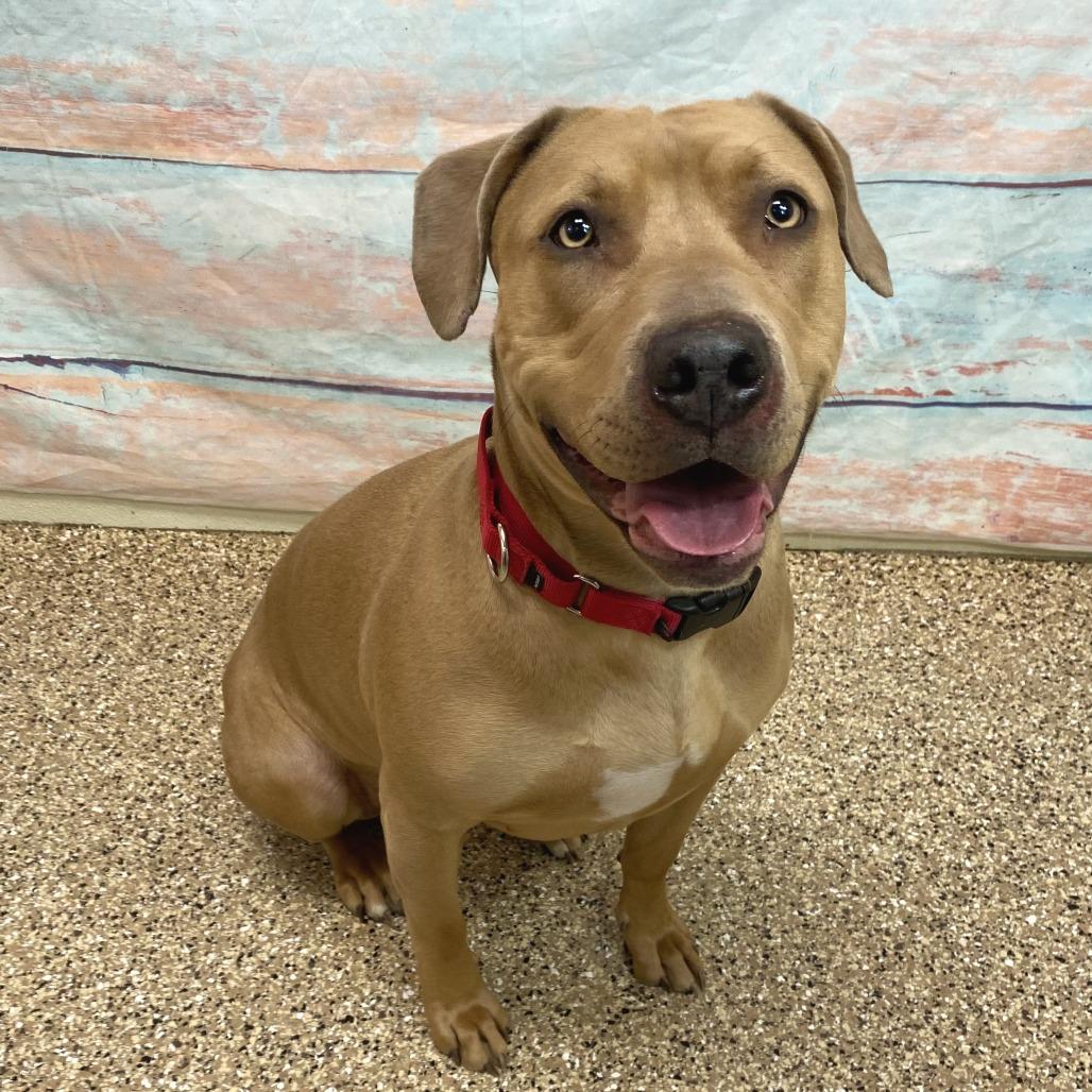 Enlarge Callie, a Adoptable Mixed Breed in Cheyenne, WY image 3/6