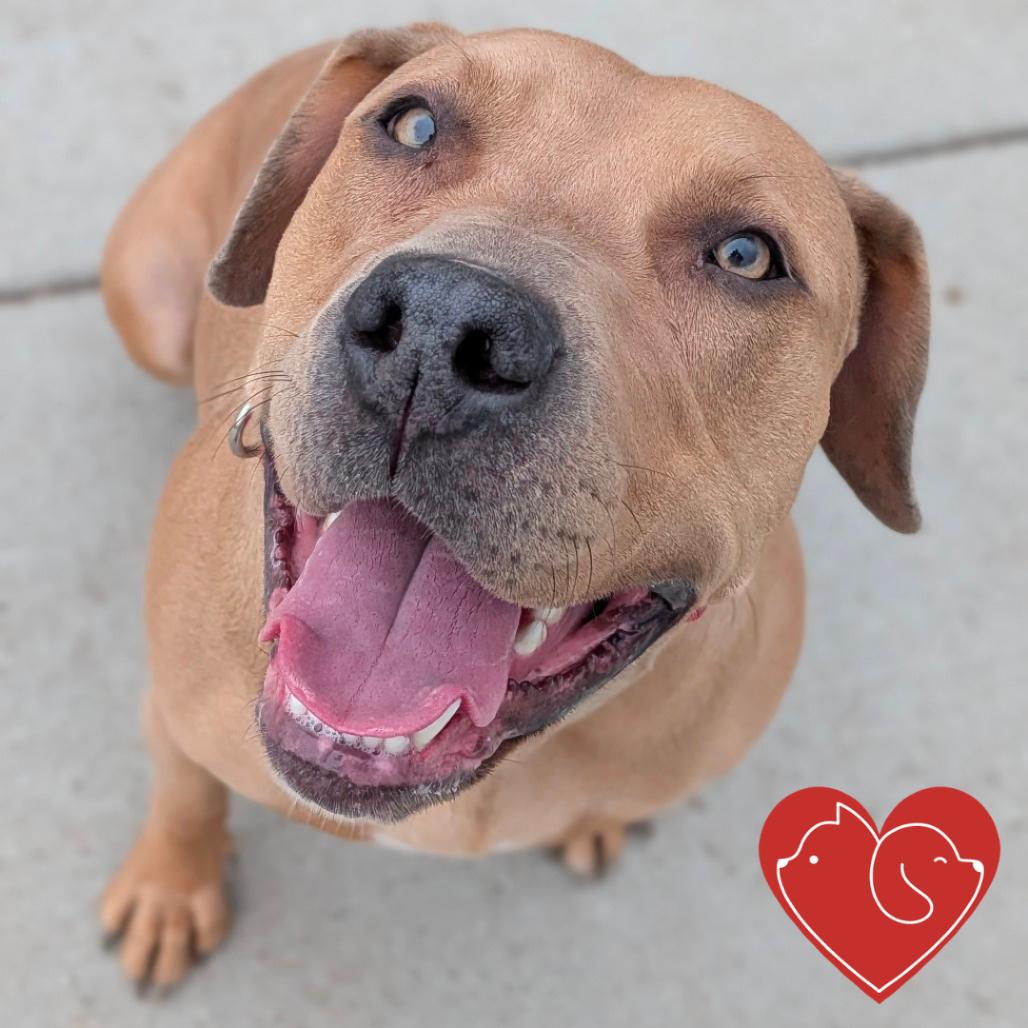 Enlarge Callie, a Adoptable Mixed Breed in Cheyenne, WY image 4/6