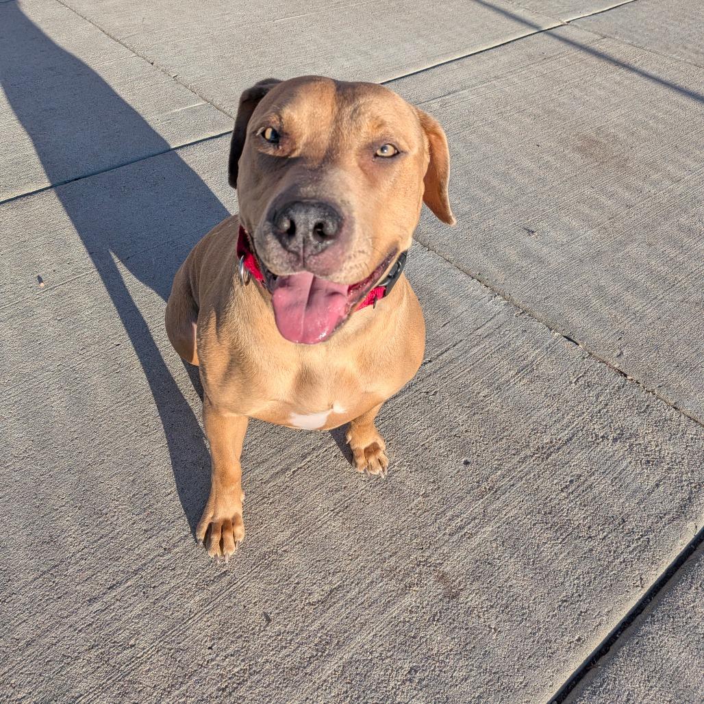 Enlarge Callie, a Adoptable Mixed Breed in Cheyenne, WY image 5/6