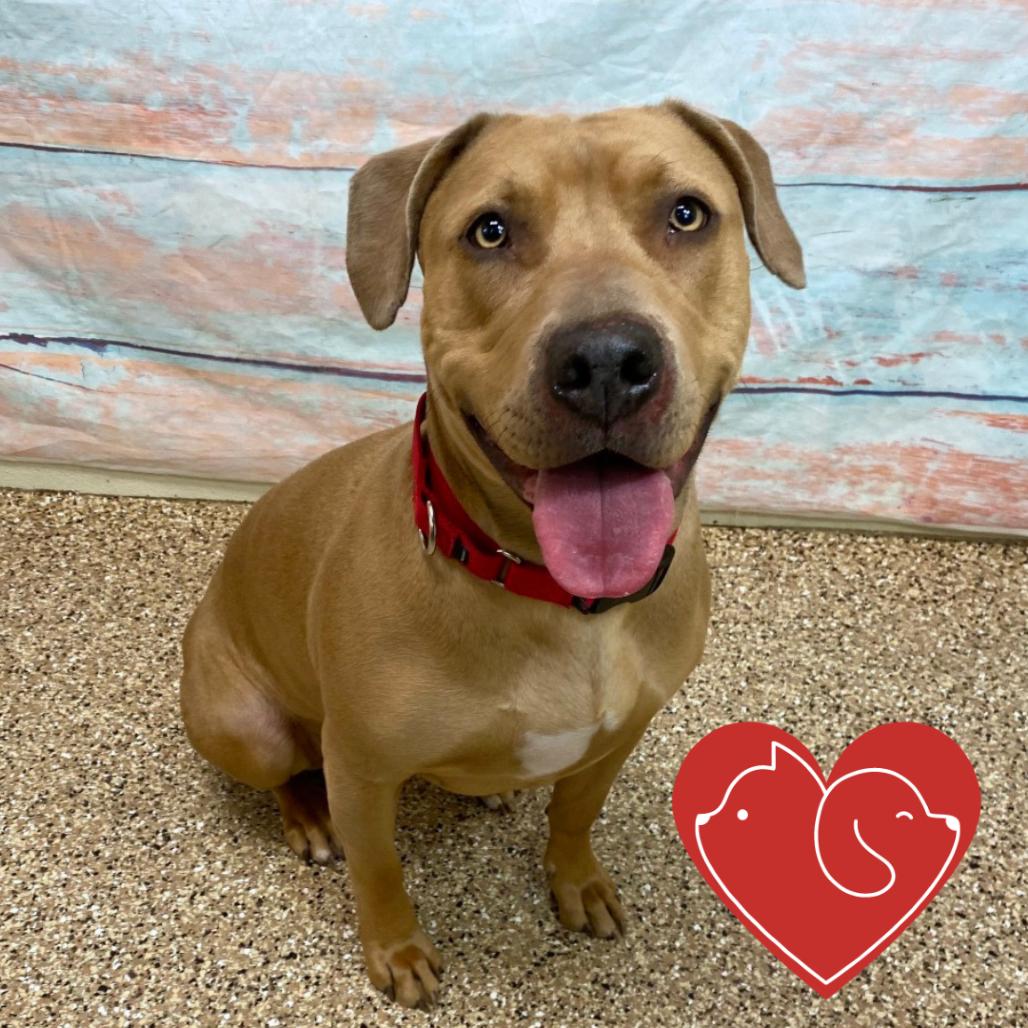 Enlarge Callie, a Adoptable Mixed Breed in Cheyenne, WY image 6/6