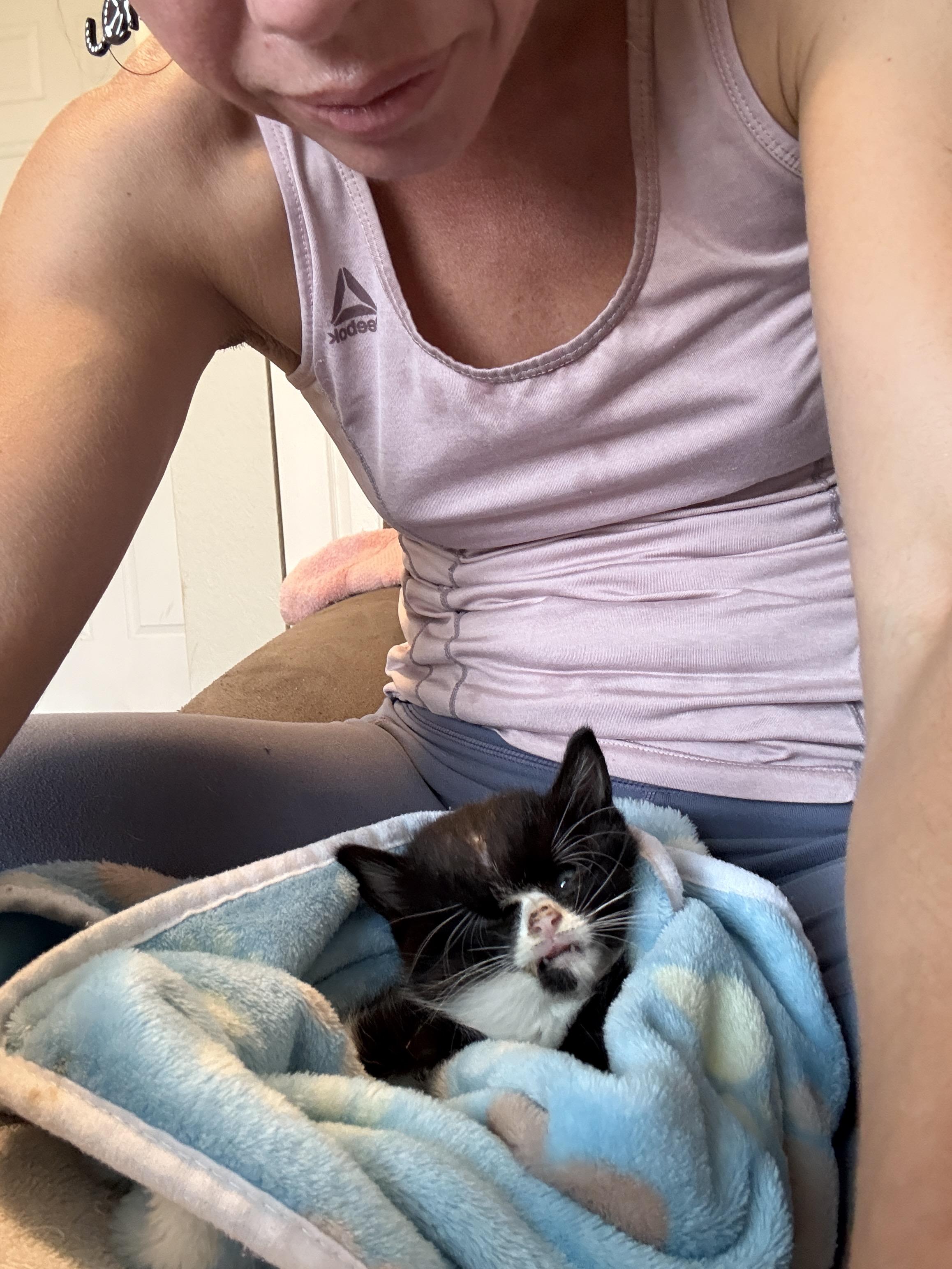 Enlarge Ladybug , a Adoptable Domestic Short Hair in New Smyrna Beach, FL image 3/6