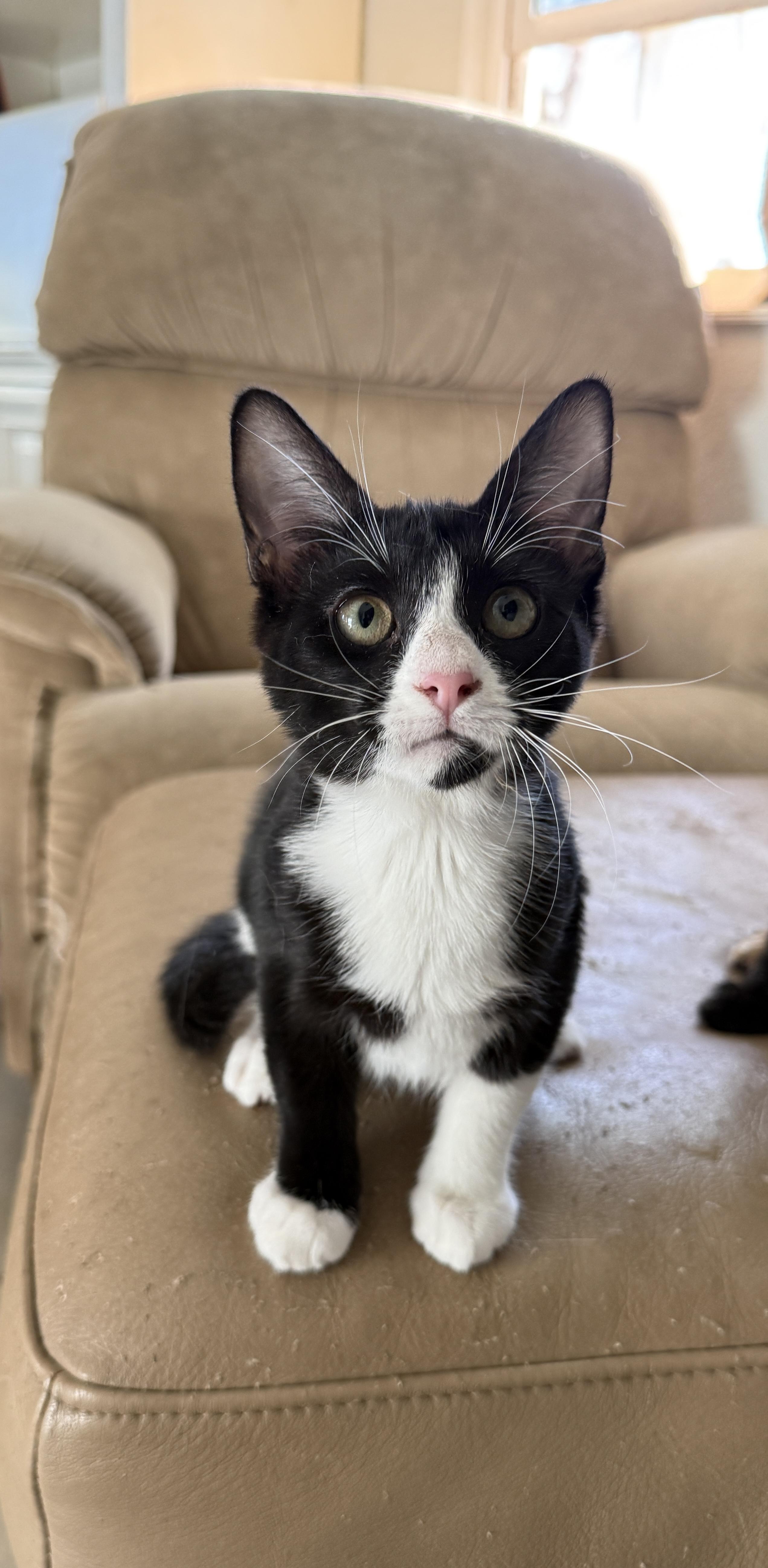 Ladybug , Adoptable, Kitten Female Domestic Short Hair.