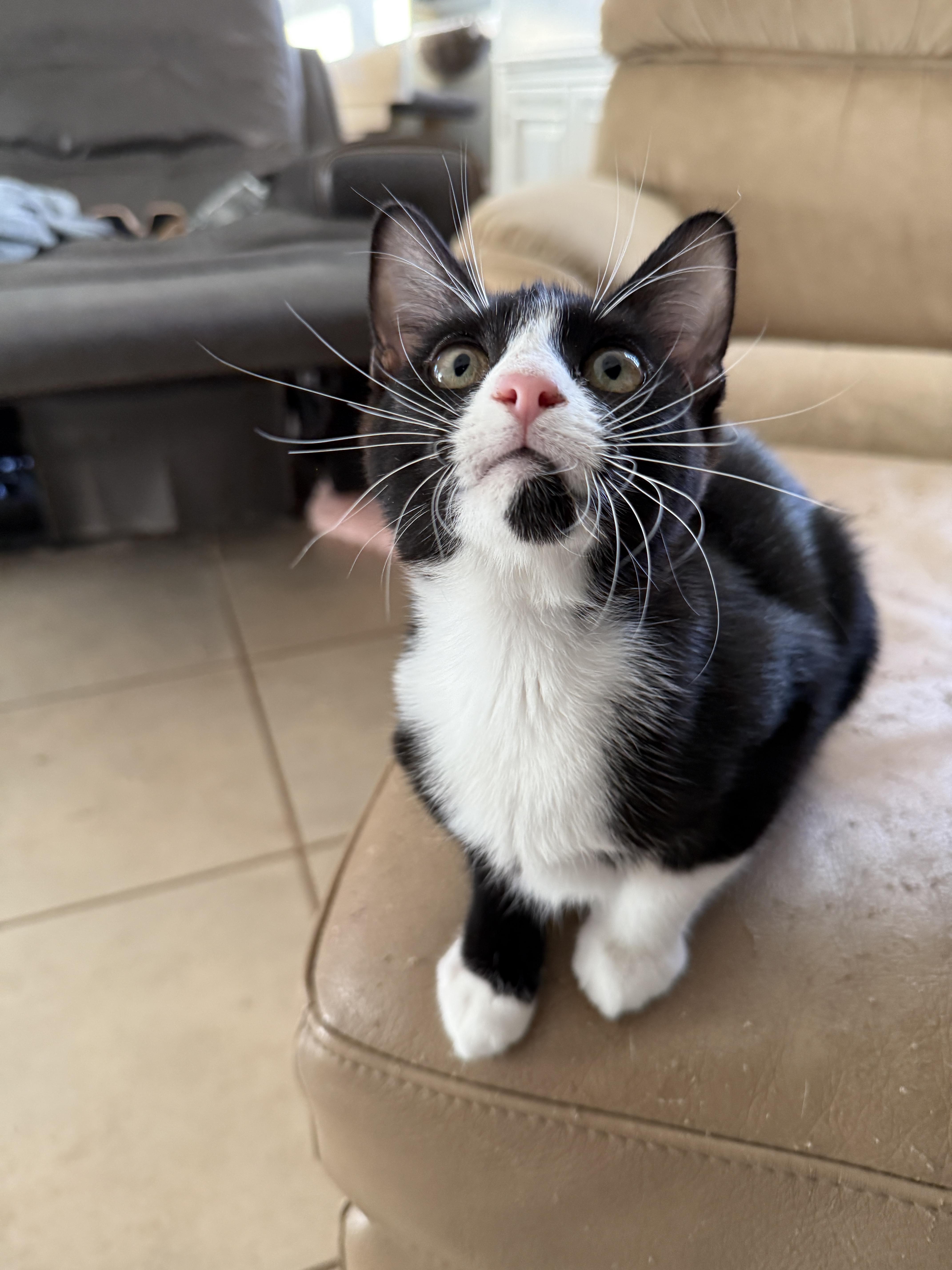 Enlarge Ladybug , a Adoptable Domestic Short Hair in New Smyrna Beach, FL image 6/6