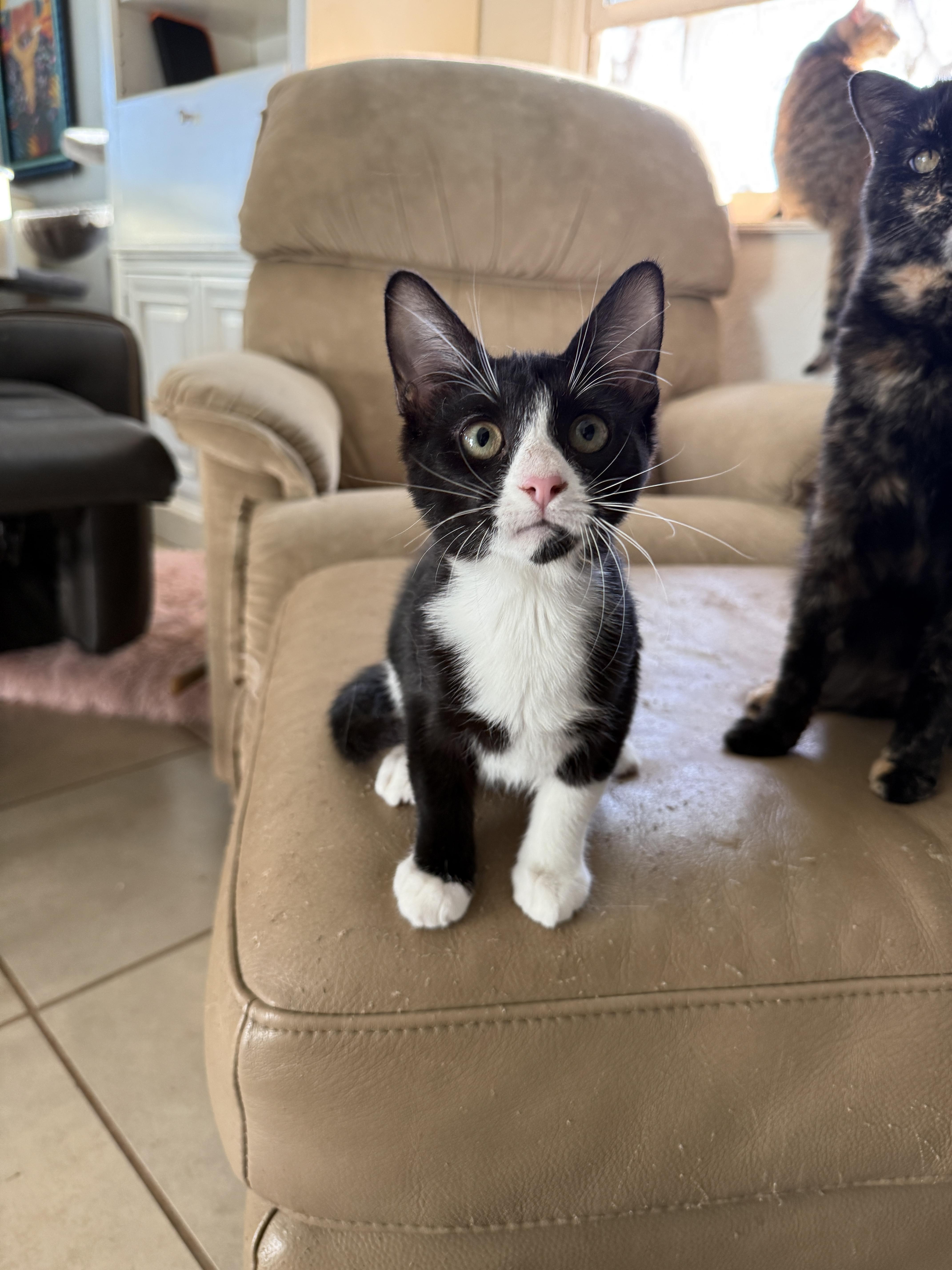 Enlarge Ladybug , a Adoptable Domestic Short Hair in New Smyrna Beach, FL image 4/6