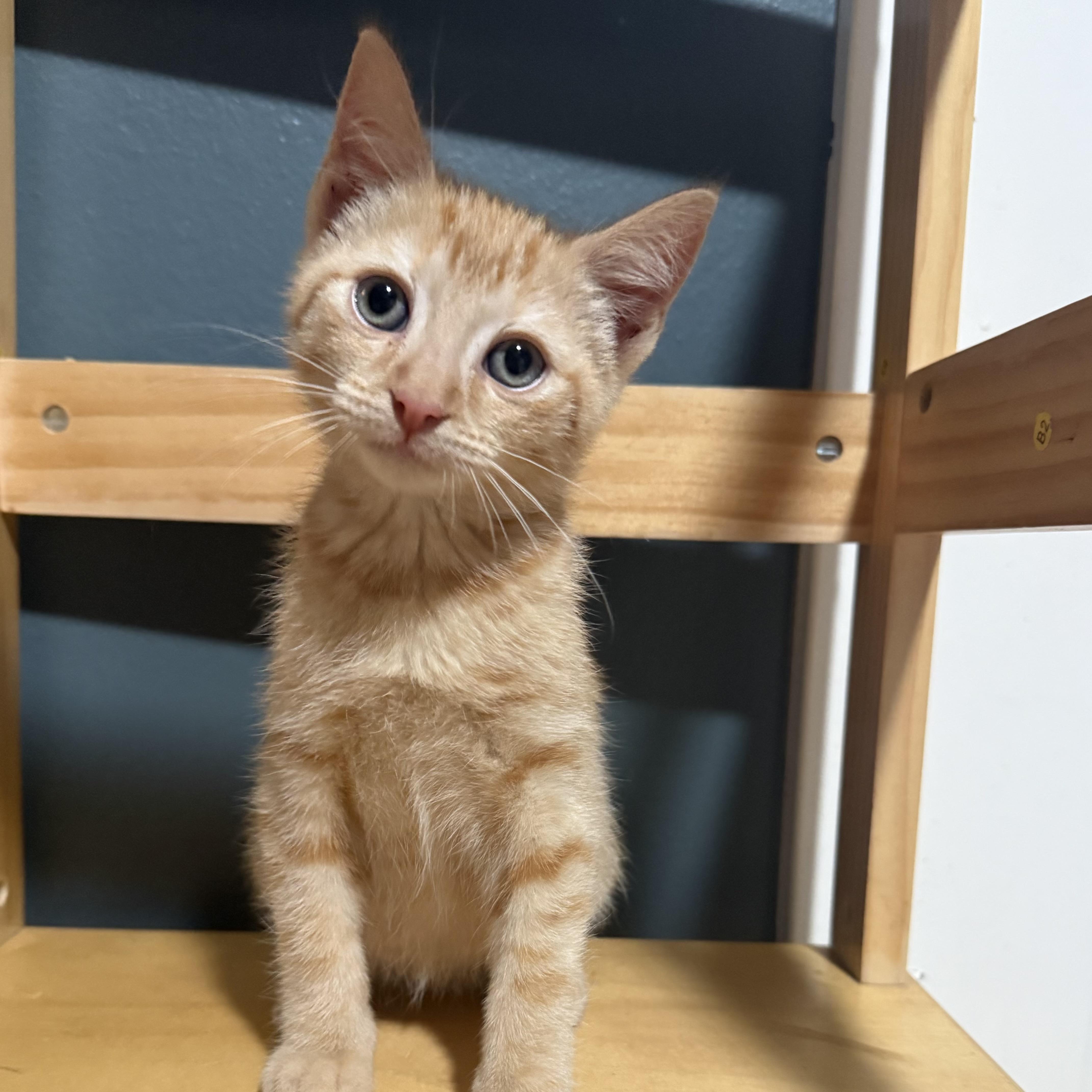 Enlarge Ford Mustang, an adoptable Domestic Short Hair in Bentonville, AR image 1/1